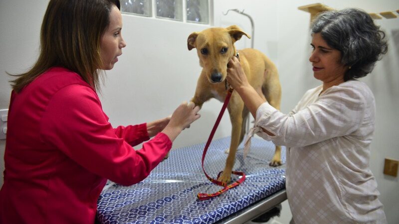 Vitória da Castração Animal: mais de 1500 tutores participam das palestras do programa